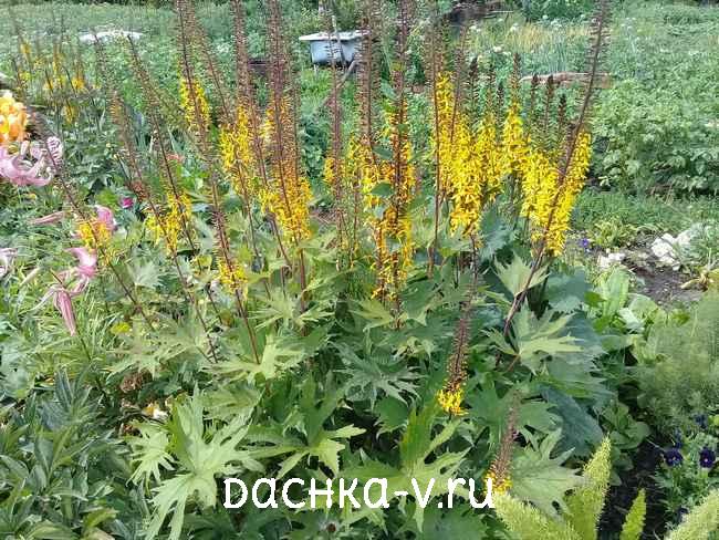 1 Бузульник Пржевальского купить Бузульник Пржевальского купить