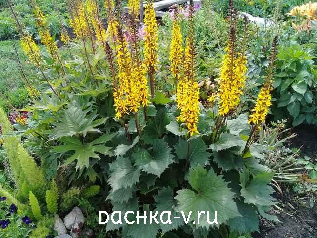 1 Бузульник Узкоголовчатый рокет купить Бузульник Узкоголовчатый рокет купить