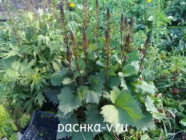 2 Бузульник Узкоголовчатый выпустил стрелки Бузульник Узкоголовчатый выпустил стрелки
