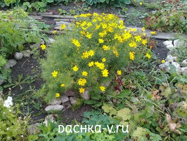 2 Кореопсис мутовчатый цветет на клумбе Кореопсис мутовчатый цветет на клумбе