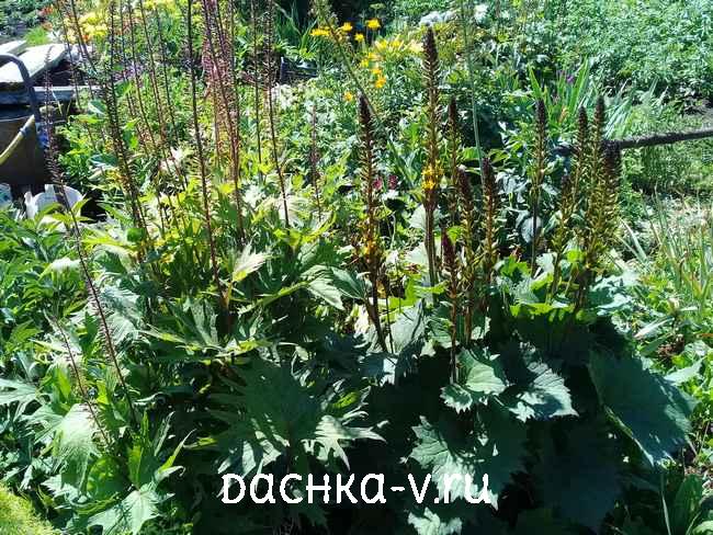 3 Бузульник Узкоголовчатый пышный куст Бузульник Узкоголовчатый пышный куст
