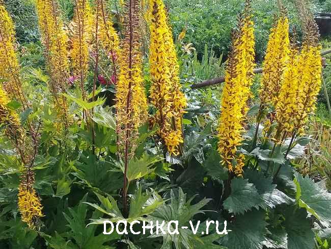 4 Бузульник Узкоголовчатый зацвел на клумбе Бузульник Узкоголовчатый зацвел на клумбе