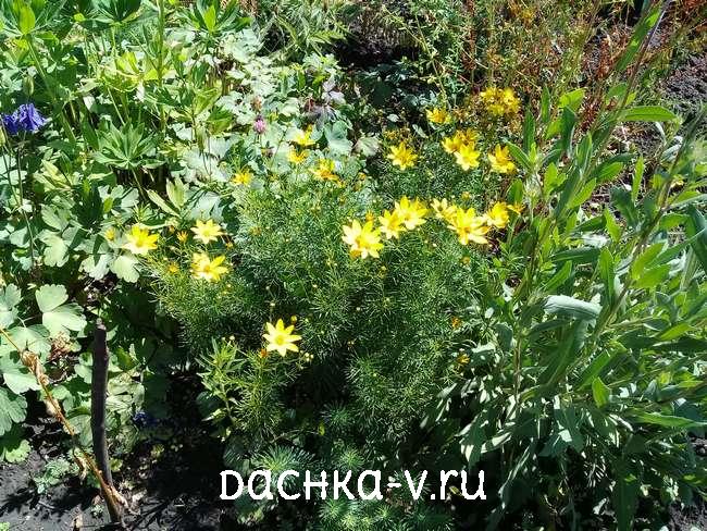 4 Кореопсис мутовчатый с лимонно желтыми цветами Кореопсис мутовчатый с лимонно желтыми цветами