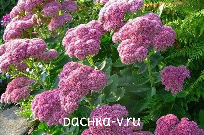 1 Очиток видный бриллиант купить Очиток видный бриллиант купить