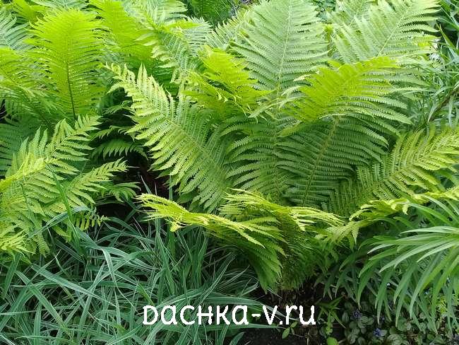 1 Папоротник купить Папоротник купить
