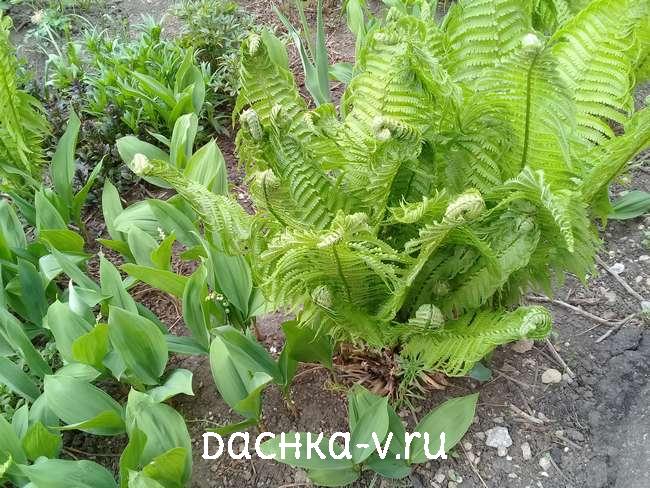 2 Папоротник с ландышами и живучкой Папоротник с ландышами и живучкой