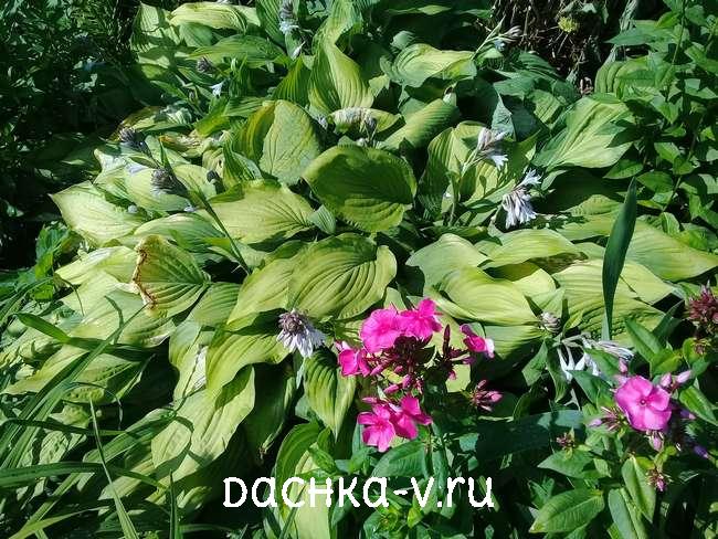 3 Хосты на клумбе с флоксами Хосты на клумбе с флоксами