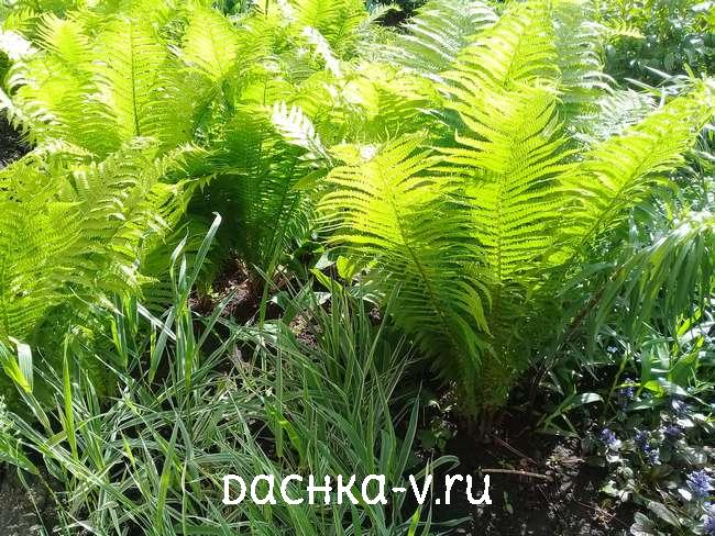 5 Папоротник с фалярисом Папоротник с фалярисом