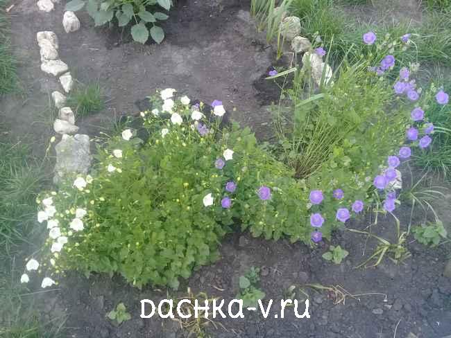 6 Колокольчик карпатский Колокольчик карпатский в группе