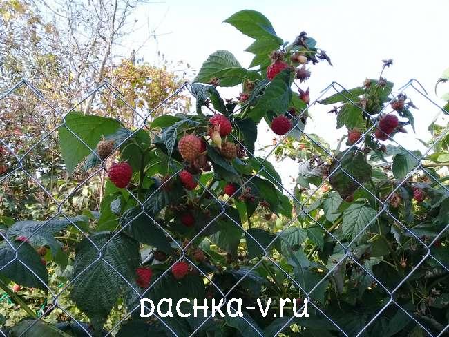 1 Малина шапка мономаха купить Малина шапка мономаха купить