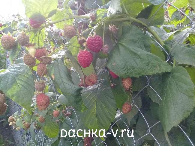 3 Малина шапка мономаха ремонтантная Малина шапка мономаха ремонтантная