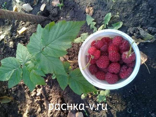 5 Малина шапка мономаха ягоды осенью Малина шапка мономаха ягоды осенью