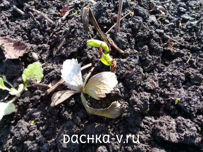 20210501_084935-1 Саженец морозника