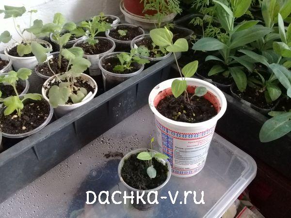 Клематис из семян Клематис из семян